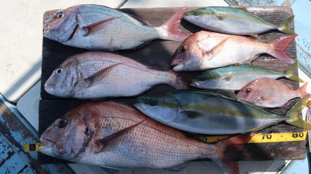 はらまる 釣果