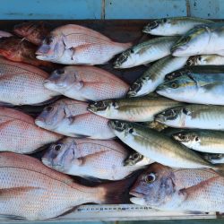 はらまる 釣果