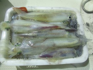 兼六丸 釣果