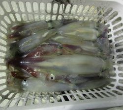 兼六丸 釣果