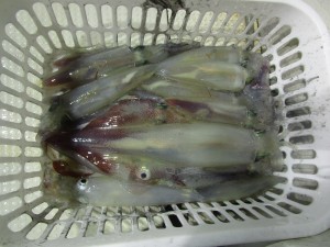 兼六丸 釣果