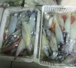 兼六丸 釣果