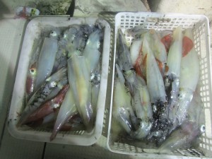 兼六丸 釣果