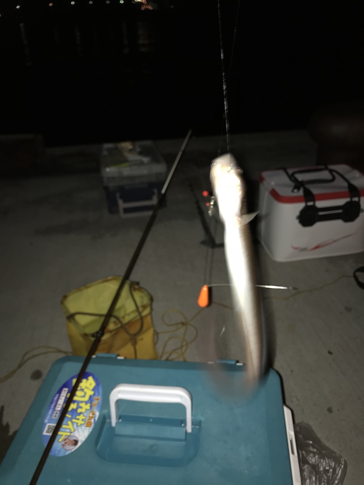 夕方スタートの涼しいアナゴ釣り