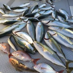 ミタチ丸 釣果