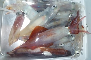 松福丸 釣果