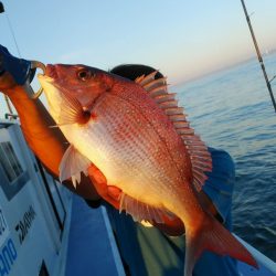 新幸丸 釣果