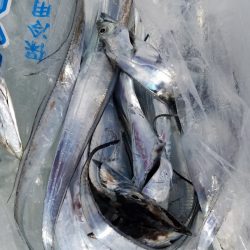 みやけ丸 釣果