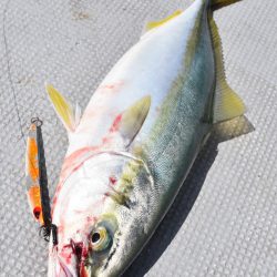 渡船屋たにぐち 釣果