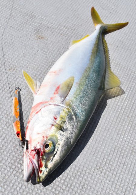 渡船屋たにぐち 釣果