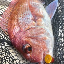 龍神丸（鹿児島） 釣果