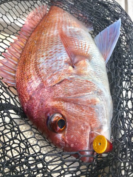 龍神丸（鹿児島） 釣果