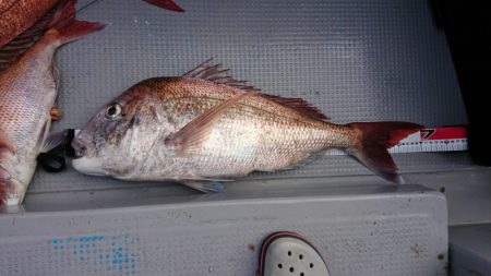 だて丸 釣果