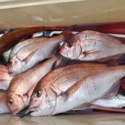 渡船屋たにぐち 釣果