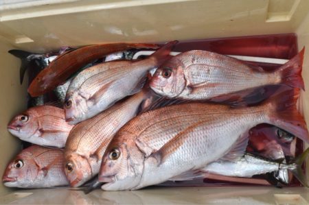 渡船屋たにぐち 釣果