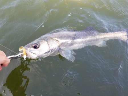 アマテラス 釣果