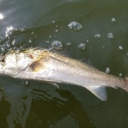 アマテラス 釣果