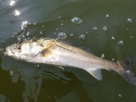 アマテラス 釣果