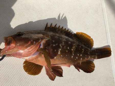 うさぎ丸 釣果