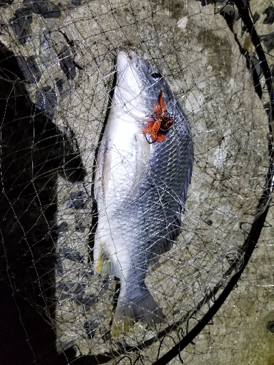 厚東川河口にて