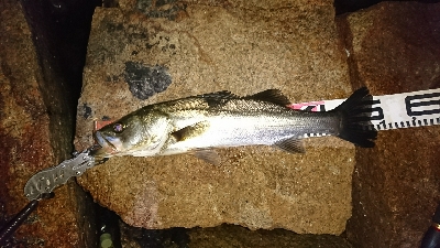 このルアー釣れすぎる(^o^;)