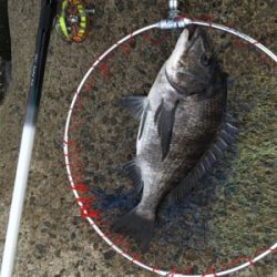 風、濁り最高！なのに劇シブ