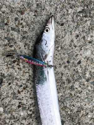 台風後の魚の反応調査