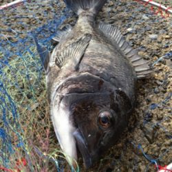 朝まずめ釣行 いい濁り