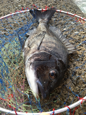 朝まずめ釣行 いい濁り