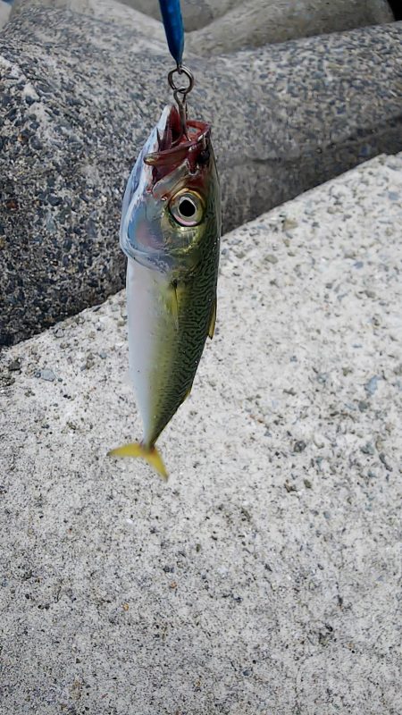 今日も太刀魚