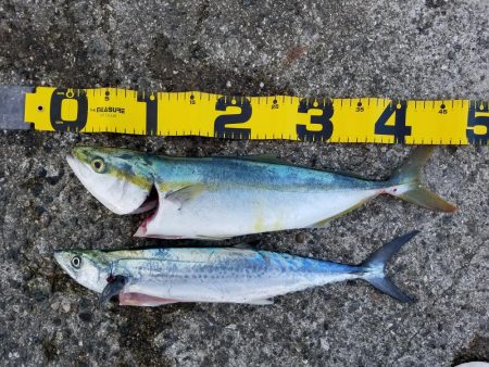 ハマチ、サゴシ、太刀魚