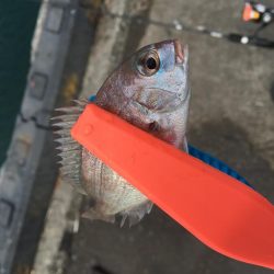 日中の鳴門釣行