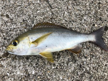 神谷荘さんでカゴ釣り