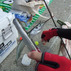 南芦屋浜は、やっぱりサヨリの聖地でした