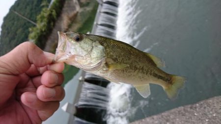 2年振りのバス