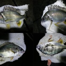 南港フェリーヘチ釣り （小キビレ、小メジナ、ガシラ 釣果有）