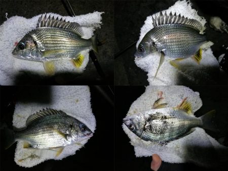 南港フェリーヘチ釣り （小キビレ、小メジナ、ガシラ 釣果有）