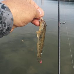 今年初のハゼ釣り