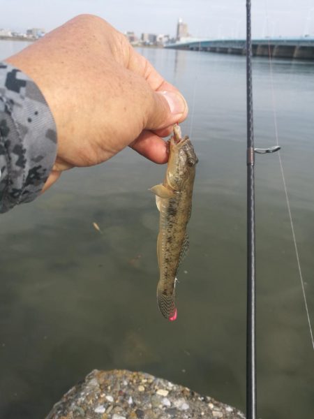 今年初のハゼ釣り