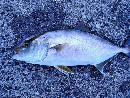 まさか、カンパチが釣れるとは!!