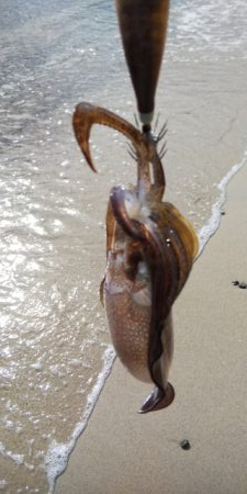 今朝のエギング釣果