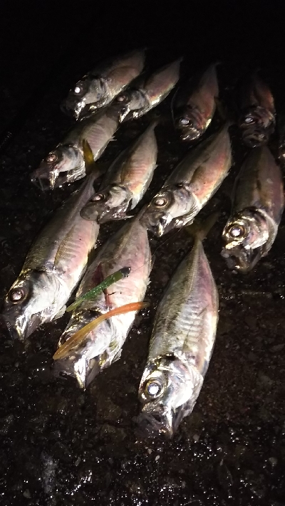 鯵は食べる分だけ