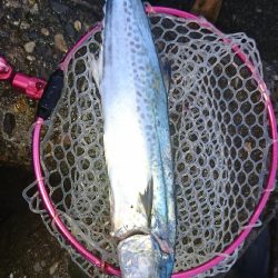 デカあじ釣れず