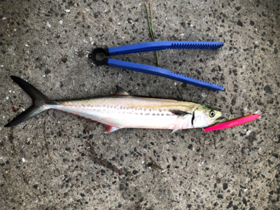 短時間でまずまずの釣果