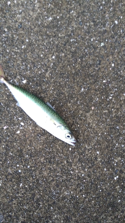 神戸湾奥でタチウオ