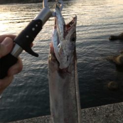 太刀魚が釣れました。