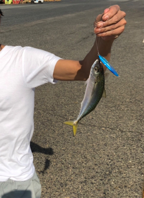 太刀魚探し回ったが