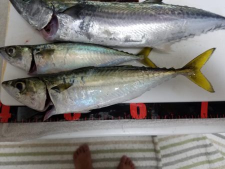 ボチボチな釣果