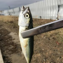 南港で太刀魚