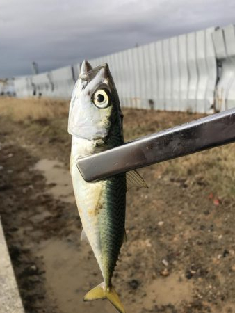 南港で太刀魚